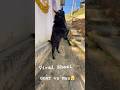 Viral Goat 🐐 wants to fight with me and Guess what happen 🥇 #goat