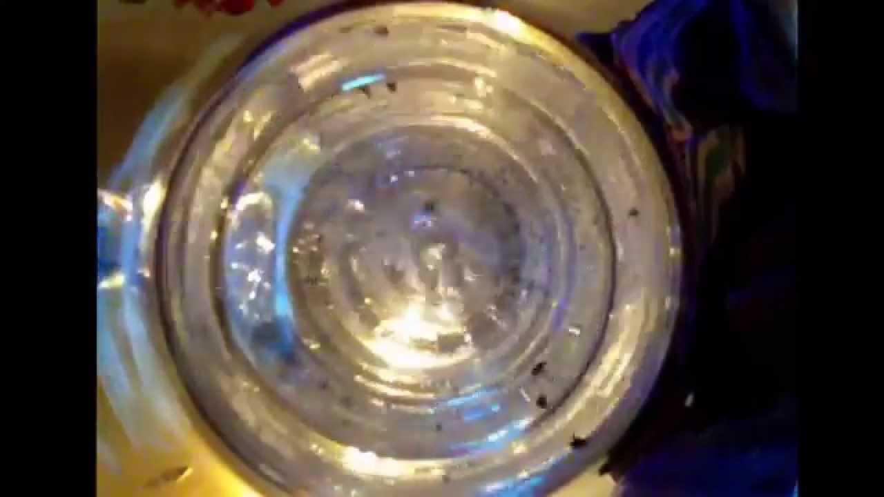 Glass Bong - Mushroom Perc to 15 Arm Tree Prec/All Views.