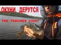 Огромные окуни дерутся за блесну / The huge perches fight for the bait