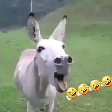Жудаям куркинчли видео