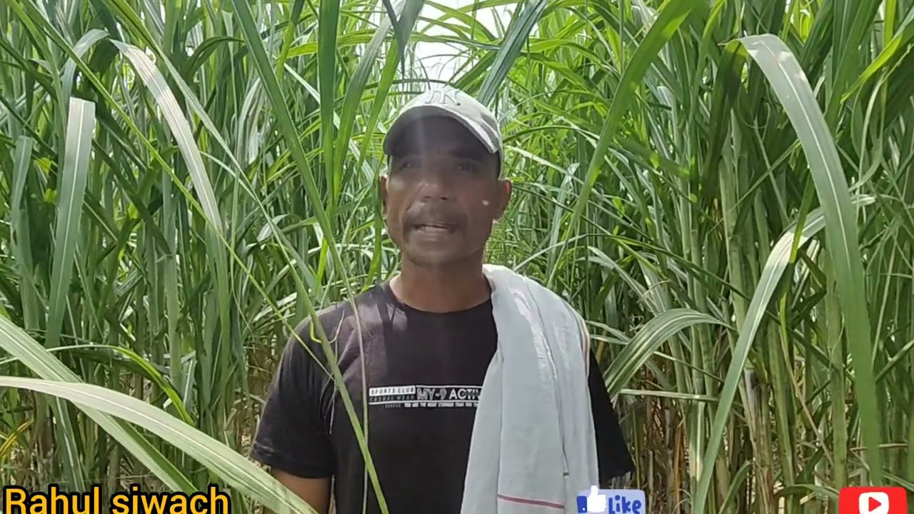रिंग पिट विधि द्वारा गन्ने का ऐसा प्लॉट गाना निकलेगा 120 कुंतल प्रति बीघा