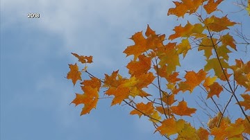 How Do Leaves Know When It