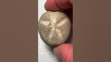 100 Million Year Old Sea Urchin Fossil found in dried up lake - August 2023