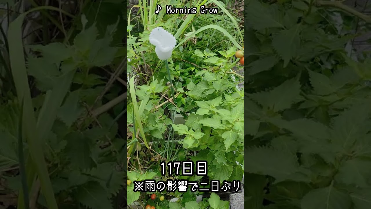 9月頭の雨VSミニトマトの113日目 #shorts #家庭菜園