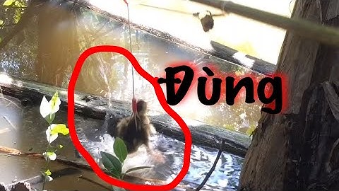 Câu cá lóc nhấp cá lóc bằng vịt cá lóc mập ú