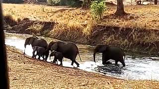 Elephants Bathing In River In Tanzania - Video Capture By Tourists