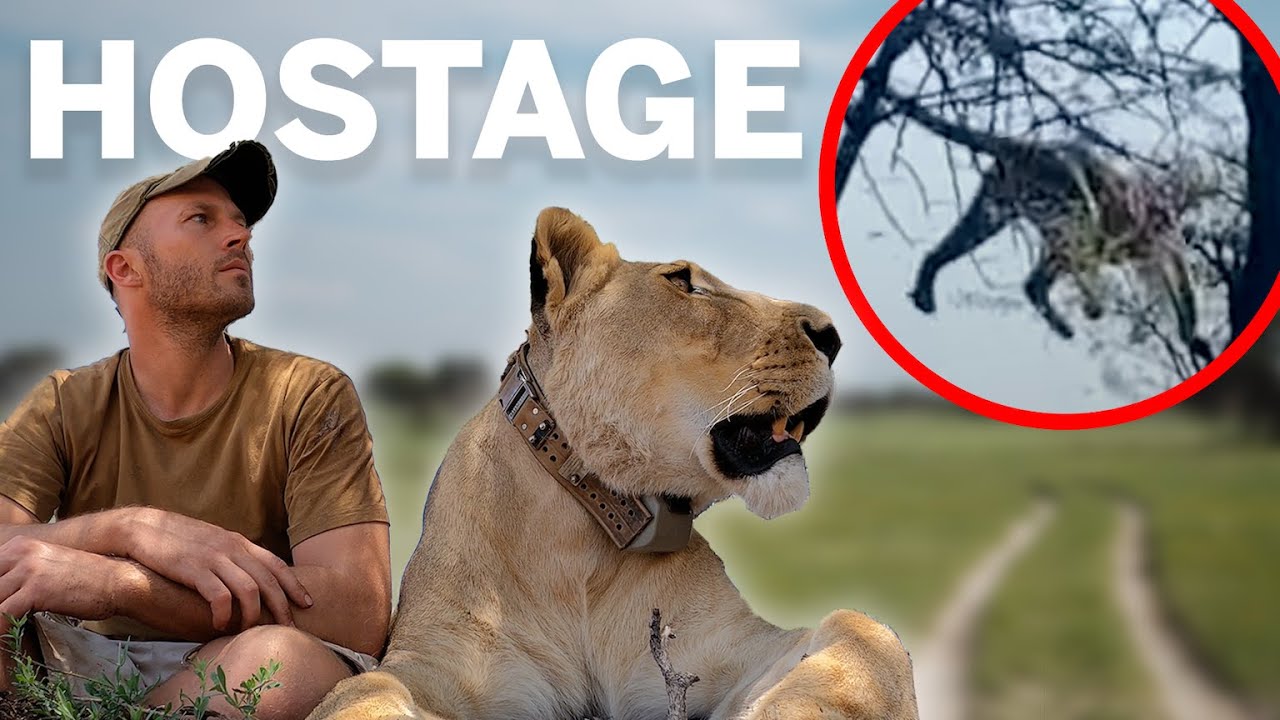 Sirga Held a Leopard HOSTAGE