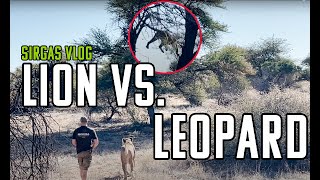 SIRGA'S VLOG  Lion vs Leopard