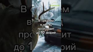 Создание «экодуков» #заэкологию #чистаястрана #берегитеприроду