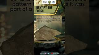 Identify The Fossil #geopedia #facts #gsi #quiz