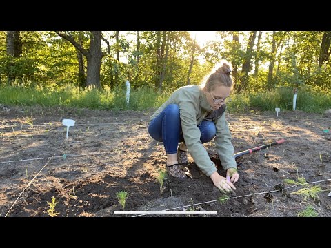 Planting Cosmos From Floret Flower Farm! | Simply Bloom