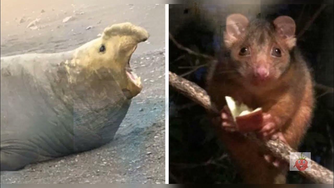 Животные которые не болеют. Переносчики бешенства. Собака с похмелья. Собака с градусником. Животные которые не болеют.