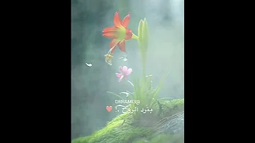 لو تطلب روحي بعطيها امي 