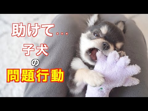 お迎えしたばかりの子犬の問題行動に困っています！【極小チワワ・悩み・しつけ・対処法】