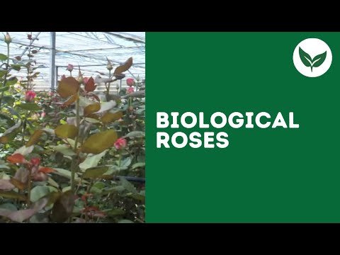 Biological Roses