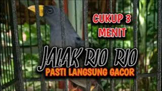 SUARA ASLI JALAK RIO-RIO‼️Cocok Buat Pancingan Burung Rio-Rio Bahan Agar Cepat Teler & Gacor