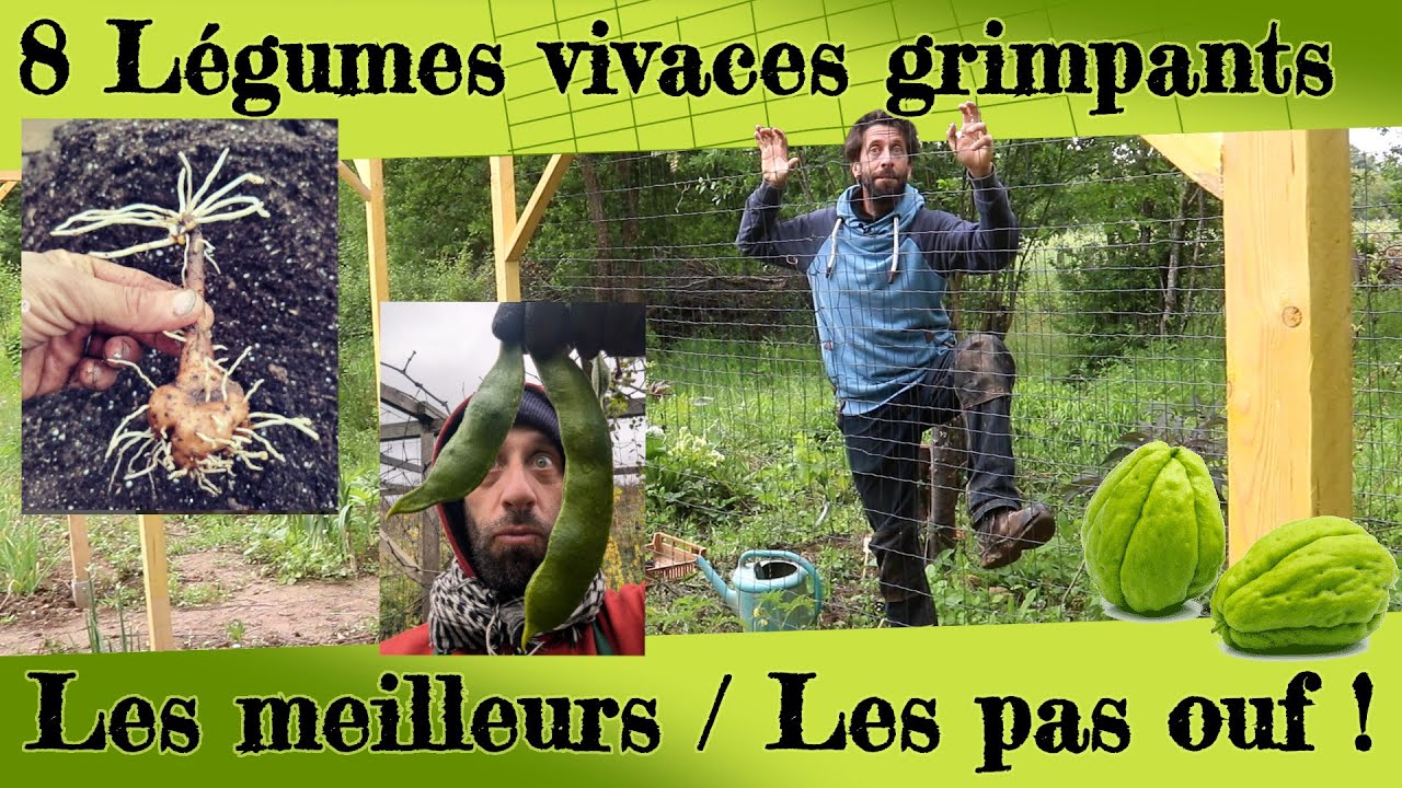 8 Légumes vivaces grimpants ! Les meilleurs... et les pas ouf !
