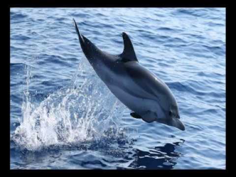 I (SKG) asked how many types of dolphins are there .