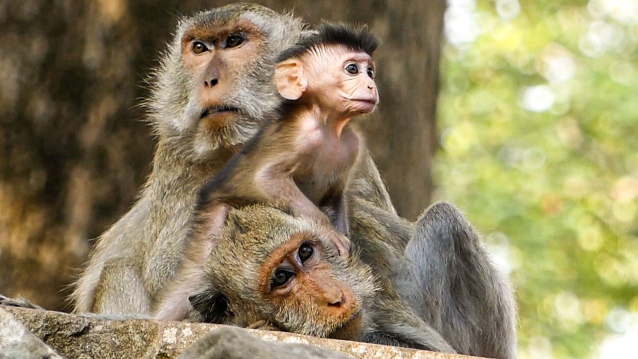 Calm wildlife | Elderly monkey Jade enjoys her alone time with baby Bently & Blackie
