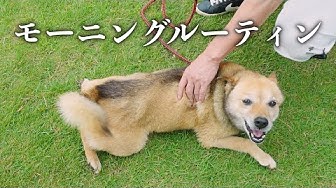 雑種犬 Youtube