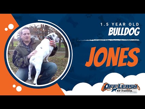 1.5-year-old-bulldog,-jones!-amazing-bulldog-boarding-and-training-in-virginia!