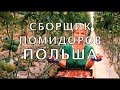 РАБОТА В ПОЛЬШЕ. ВАКАНСИЯ: СБОРЩИК ПОМИДОРОВ. САМЫЕ БОЛЬШИЕ ТЕПЛИЦЫ ПОЛЬШИ.