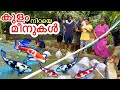 കുളം നിറച്ചു”Colourful”മീൻ മേടിച്ചു | Bought 34 Carp Fishes to My Pond | Biggest "Surprise"