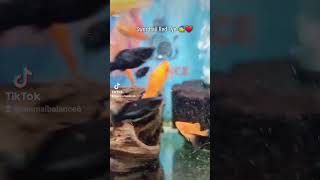 Swordtail Red Eye ?? سورد تيل aquarium aquascape aquarius سمك أسماك_زينة animalbalance