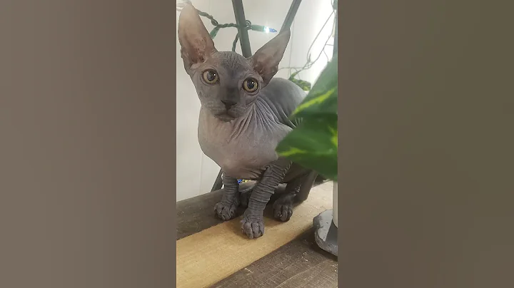 Video 4115911: adorable sphynx kittens, adopt sphynx