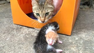 Mother cat carries meowing kitten home