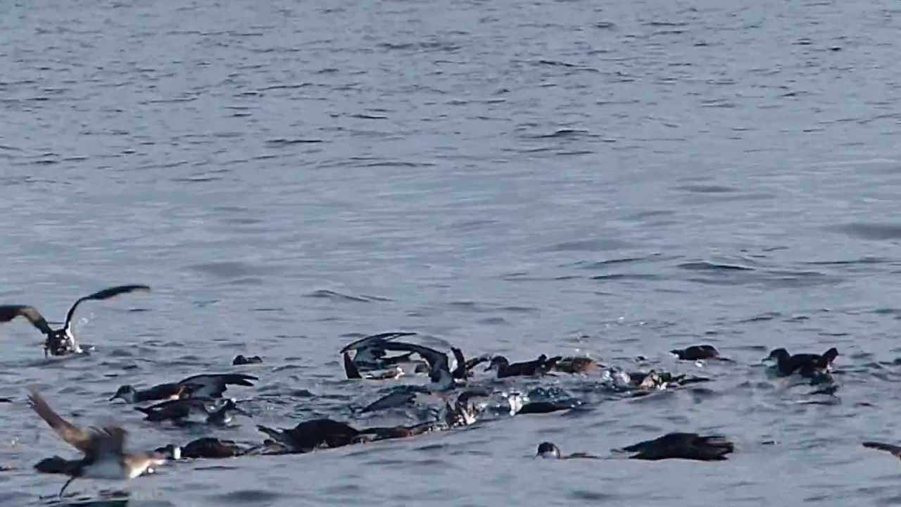 Audubon's Shearwater feeding flock 