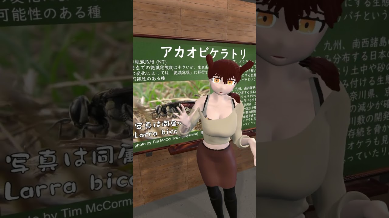 【生態学】アカオビケラトリ 絶滅危惧種の紹介【学術系Vtuber】