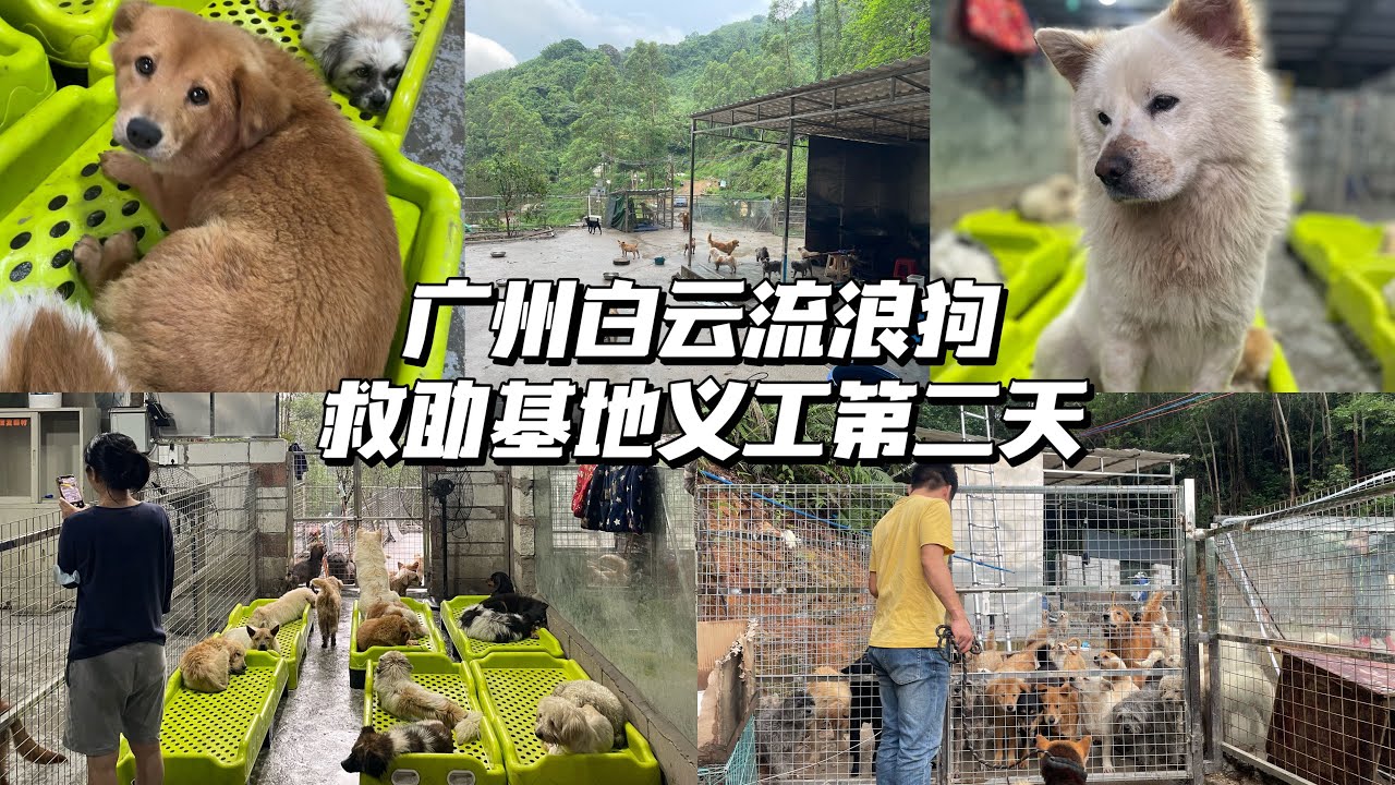 中国广东广州周粥流浪狗救助基地，义工第二天分享Volunteer at Zhouzhou Stray Dog Rescue Base in Guangzhou, Guangdong, China