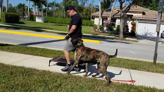 English Mastiff - How to Train the Stay Command