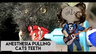 Anesthesia Pulling Cats Teeth. Cliff Burton