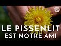 Le pissenlit est notre ami