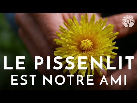 Vidéo: La plante domestique la moins prétentieuse est le chlorophytum. patrie des plantes