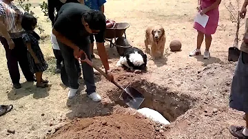 ¿Qué profundidad tiene una tumba de perro?