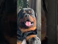 Why is he so cute!! 🥰 🥰 #Shorts #rottweiler #dogs