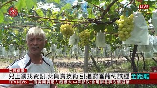 大膽挑戰反覆改良豐丘父子成功試種麝香葡萄2020-07-14 IPCF ... 