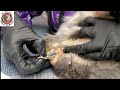 Spa Day for Zap the Senior Guinea Pig  ***Satisfying Boar Cleaning Bonus***