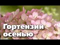 ЧТО НУЖНО СДЕЛАТЬ С ГОРТЕНЗИЯМИ ОСЕНЬЮ. Всё для лучшей зимовки и богатого цветения весной