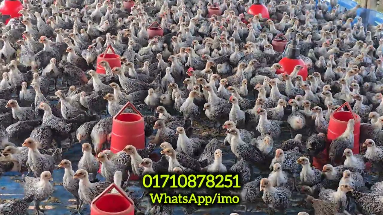 মিশরীয় ফাওমি মুরগি প্রাকৃতিক  পরিবেশে পালন করা যায়।