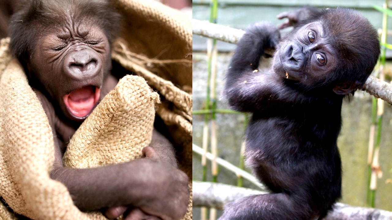 Как Йола стала искрой своей семьи горилл!