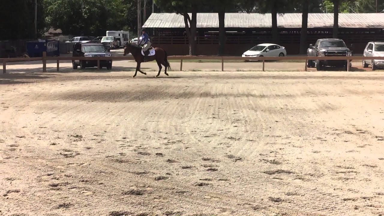 SOLD- Second Chance Thoroughbreds - Lord Tarzan - baby green reserve ...