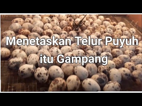 Video: Memelihara Burung Di Dalam Negeri, Jenis Ayam, Burung Puyuh