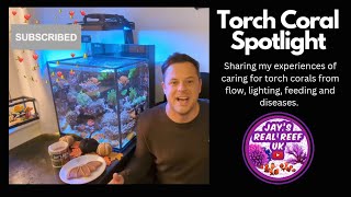 Torch Coral Care Guide + 3 Year Nano Reef Update ✨ by Jay's Real Reef UK 4,919 views 6 months ago 21 minutes