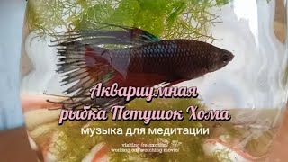 Рыбка Петушок Хома, музыка для расслабления и отдыха #рыбки #аквариум #музыка #медитация #релакс