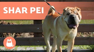 SHAR PEI 🐶🐾 Caring for the Wrinkliest Dog