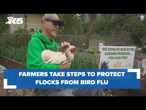 Farmers, the Point Defiance Zoo take steps to protect flocks from bird flu outbreak